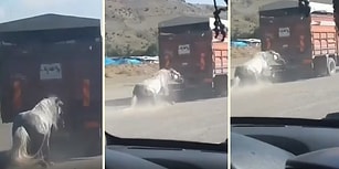 BİTMİYOR! Ankara'da Bir Kamyonun Arkasına Bağlanan Ata İşkence Ettiler!