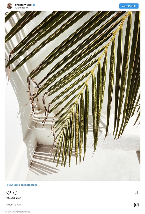 6. Сделай снимок комнатного растения, уделив особое внимание теням.