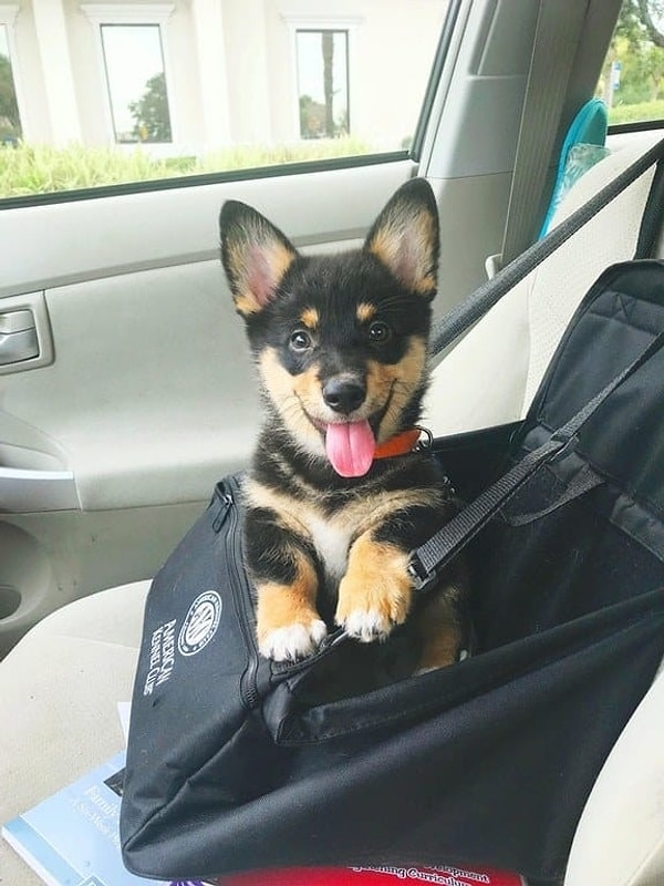 4. Смесь корги и овчарки. Милота в чистом виде