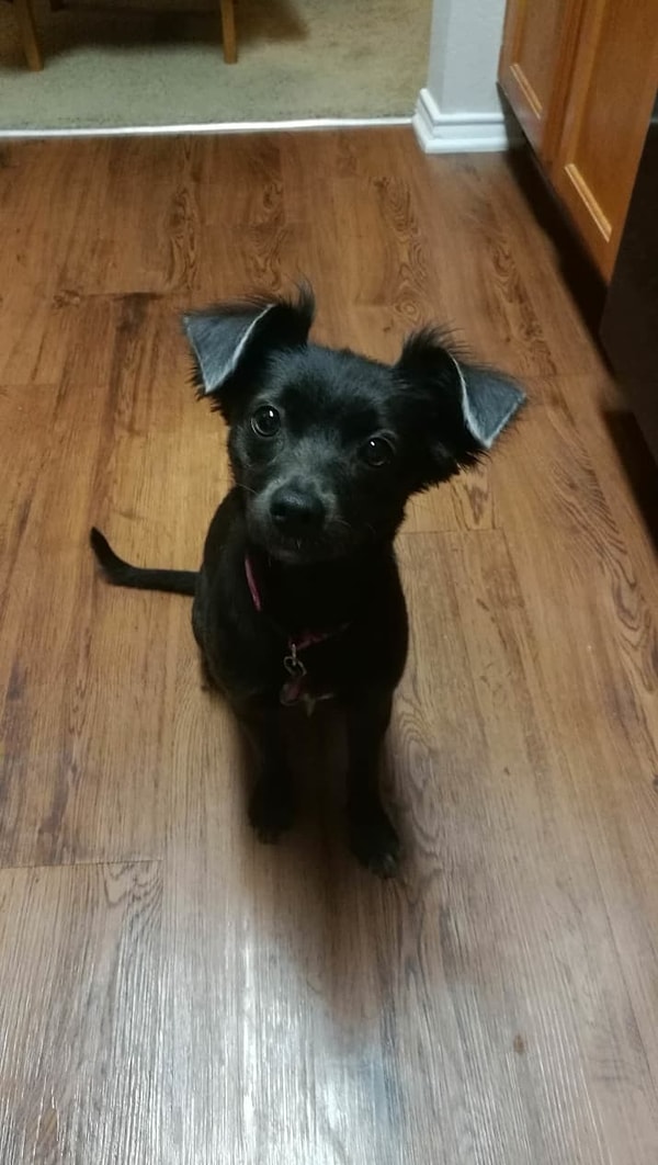 6. А это смесь чихуахуа и дворняги. И как тут не влюбиться?