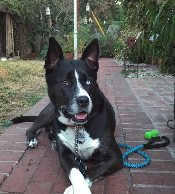 3. У этого друга человека родители тоже хаски и питбуль. Невероятной красоты собака!