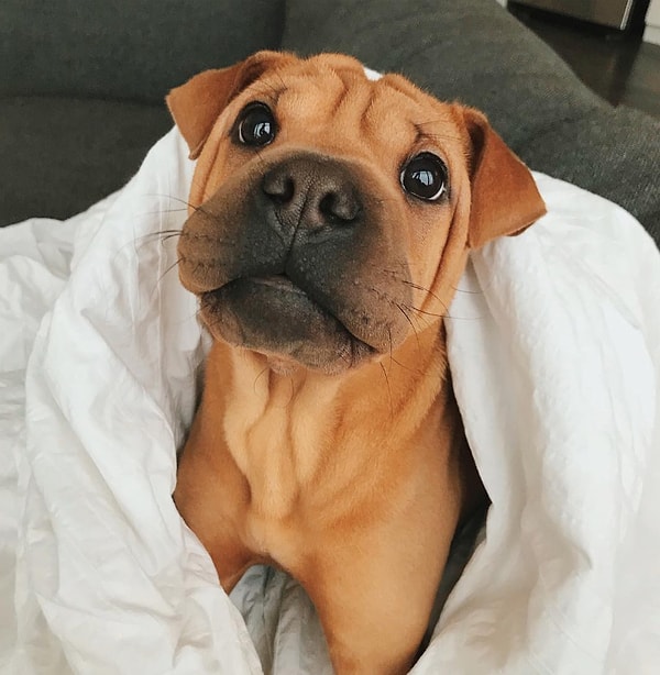 5. А вот как выглядит потомство шарпея и французского бульдога. Вы только посмотрите на этот мокрый нос!