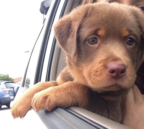 11. Перед вами наполовину лабрадор/наполовину дворняга. Это вообще законно - быть таким милым?