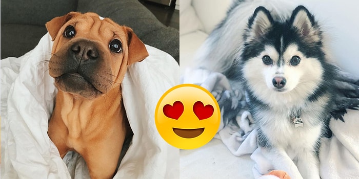 Разрешите влюбиться: Собаки смешанных пород, которые полностью поменяют ваше мнение о красоте метисов