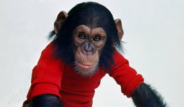 3. Шимпанзе, атаковавший молодую женщину