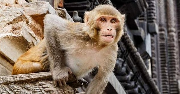 9. Обезьяна, укравшая и убившая ребенка