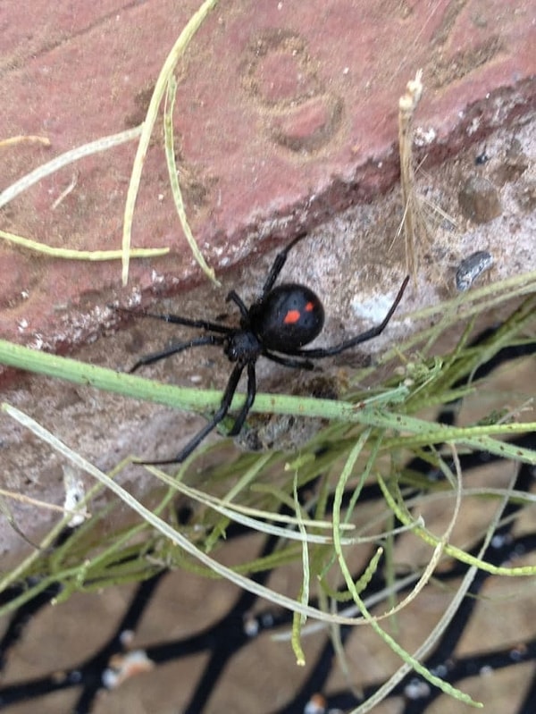 1. Вот так они могут прятаться на заднем дворе!