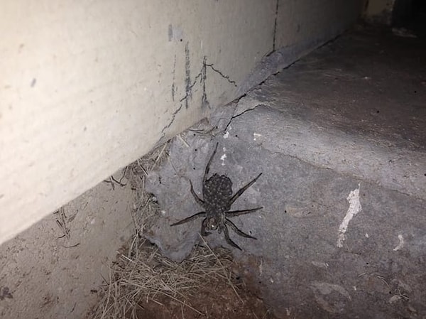 4. А тем временем они могут и яйца откладывать!