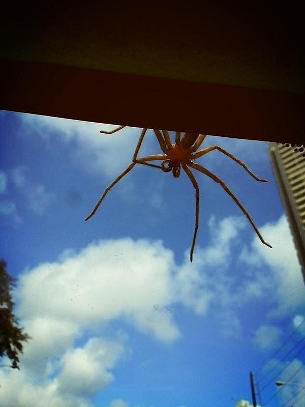 5. На крышах машин они поджидают, пока вы откроете дверь...