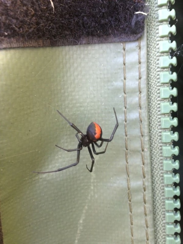 10. Молнии им тоже по душе...