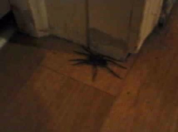 12. Вот так они прячутся в подвалах