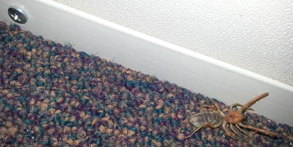 13. Ковры им тоже нравятся!