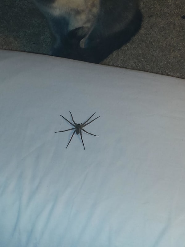 16. Спешим вас разочаровать: небезопасно даже в вашей постели!