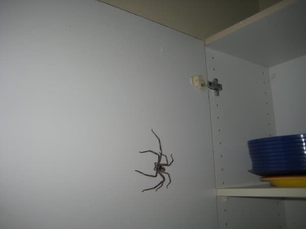 17. И как ни только проникают в шкафчики на кухне?