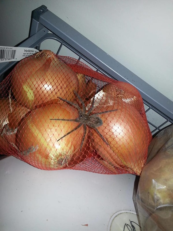 18. А в сеточки с луком?