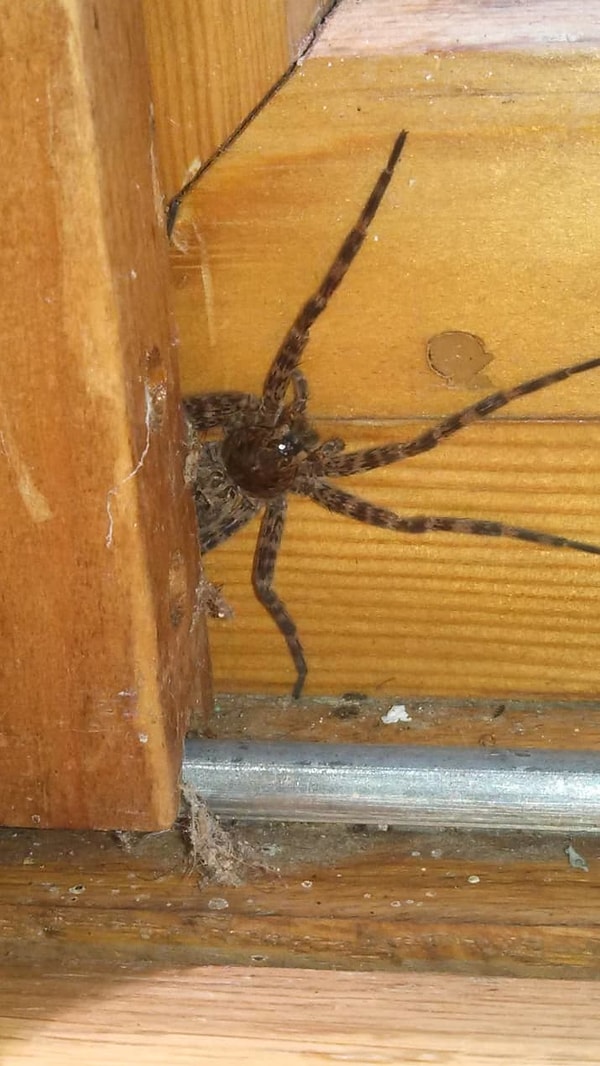 21. Оне не боятся заходить через двери!