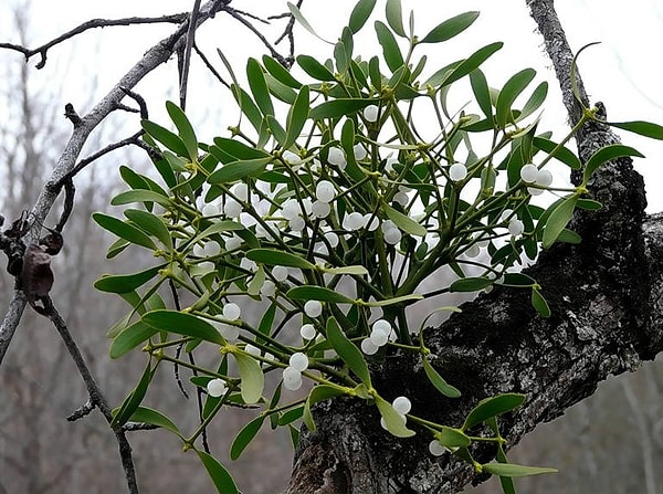 2. Какое сообщение можно закодировать в веточке белой омелы?