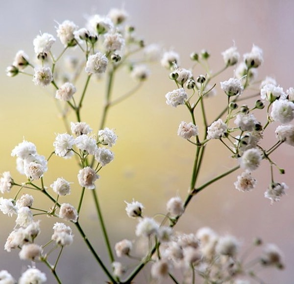 7. Что символизирует гипсофила?