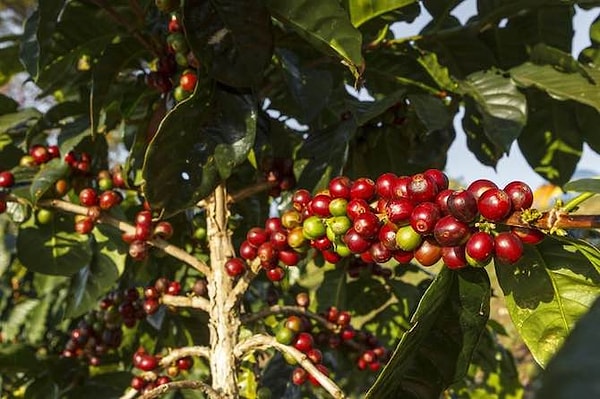 3. Что добывают из этого растения?