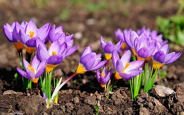 4. Какие специи получают из цветов крокусов?