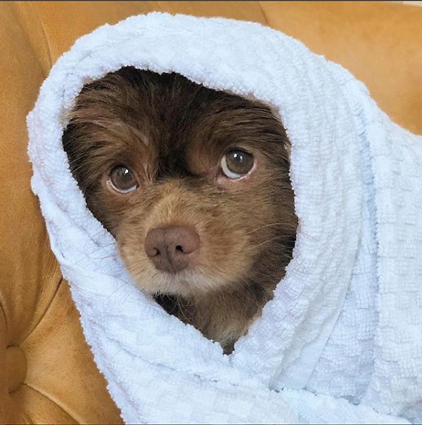 3. Понятия не имеем, чем он там занимается, но уверены, что продажи только выросли с тех пор, как собачка появилась в галерее.