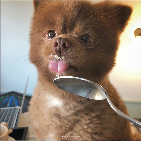 6. Несмотря на то, что он больше любит печенье, чем сэндвичи с мармеладом, мы утверждаем, что из Берти получился отличный Паддингтон!