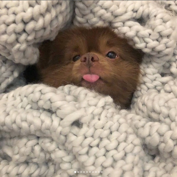 9. И напоследок еще несколько фото шаловливого пса!