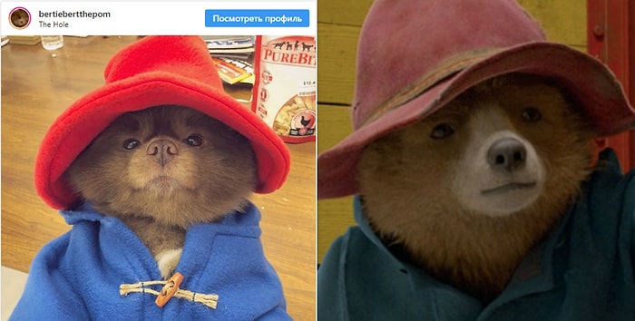 В Instagram появился померанский шпиц, который выглядит как медведь Паддингтон. Что может быть милее?
