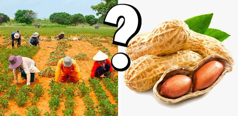 Тест: А вам под силу угадать, как растут эти продукты питания?