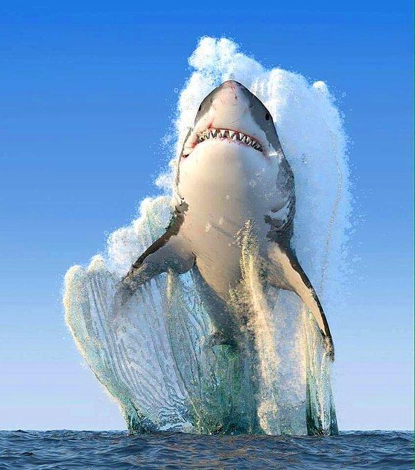 8. Kameralara poz veren büyük bir beyaz köpekbalığı. 🦈