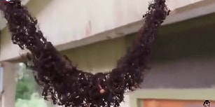 Köprü Yaparak Arı Kovanına Ulaşan Karınca Ordusunun Muazzam Görüntüsü!