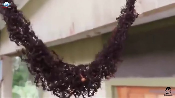 Köprü Yaparak Arı Kovanına Ulaşan Karınca Ordusunun Muazzam Görüntüsü!