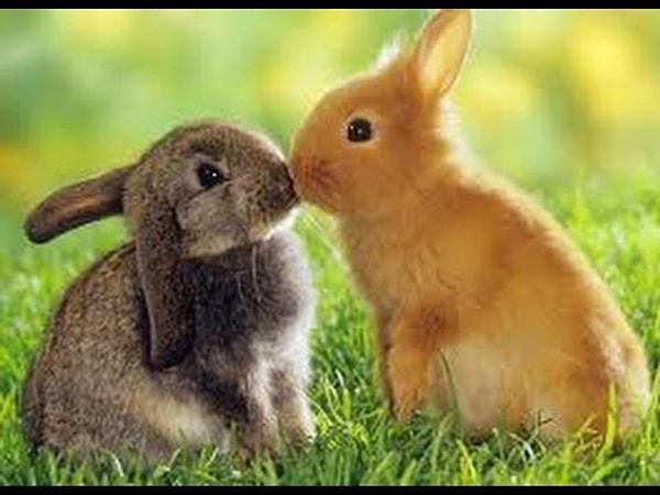 3. Rüyada sevimli tavşan görmek