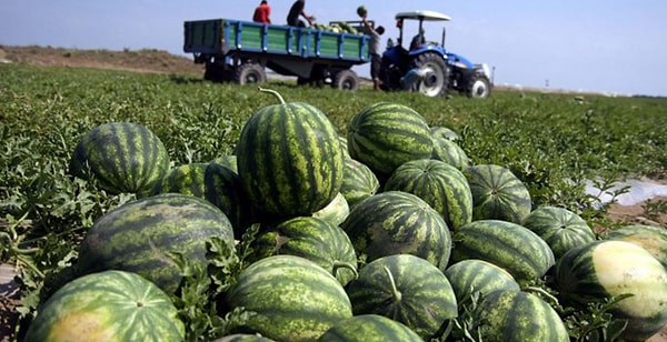 4. Rüyada tarladan karpuz almak