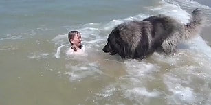 Küçük Çocuğun Tehlikeli Yerde Oynadığını Düşünen Köpeğin Muhteşem Hareketi