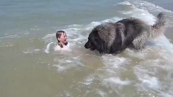Küçük Çocuğun Tehlikeli Yerde Oynadığını Düşünen Köpeğin Muhteşem Hareketi