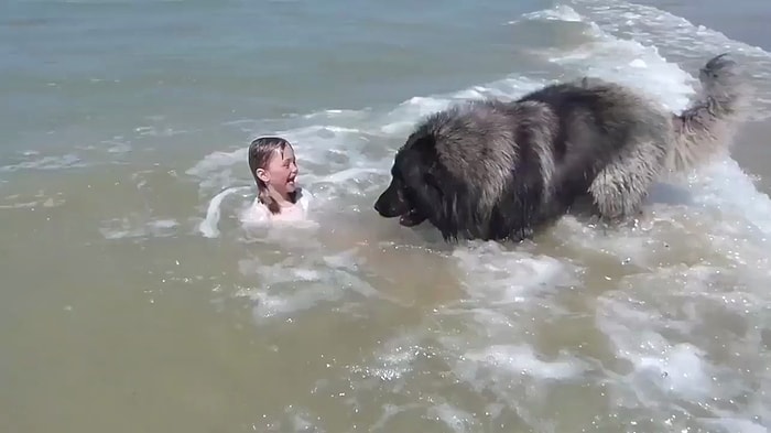 Küçük Çocuğun Tehlikeli Yerde Oynadığını Düşünen Köpeğin Muhteşem Hareketi