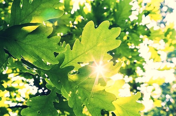 8. Эти ароматные листочки знают все...