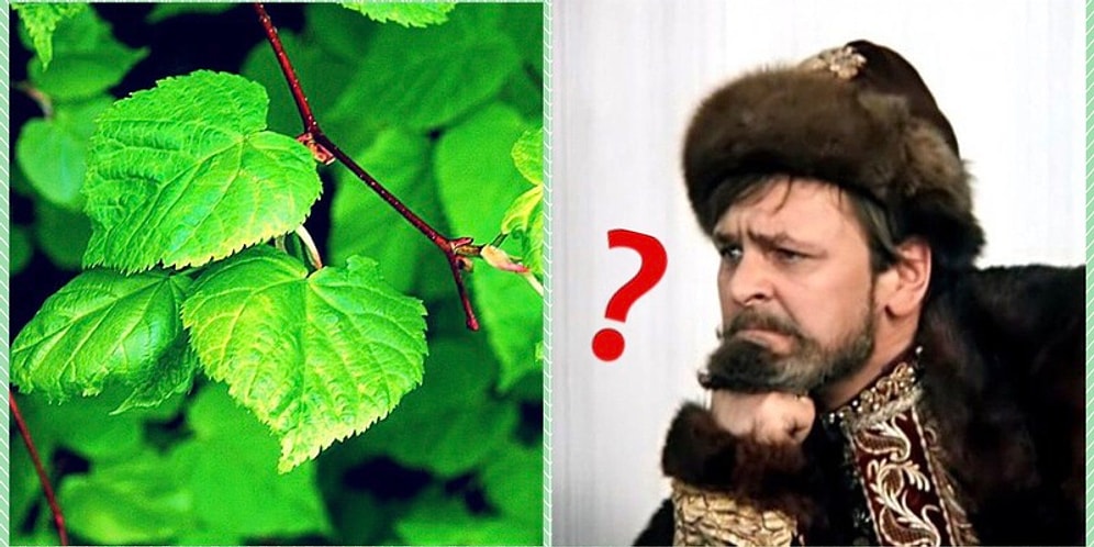 Тест: Каковы ваши знания о природе России?