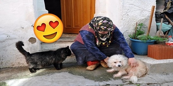 Hayvansever İnsanların Hayatımıza Katacağı Birbirinden Minnoş Güzellikler
