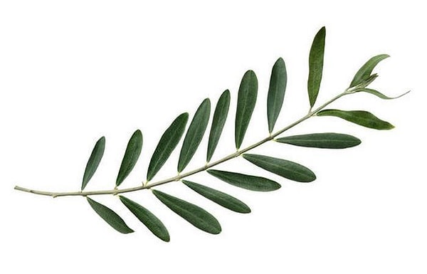 9. Символом чего является оливковая ветвь?