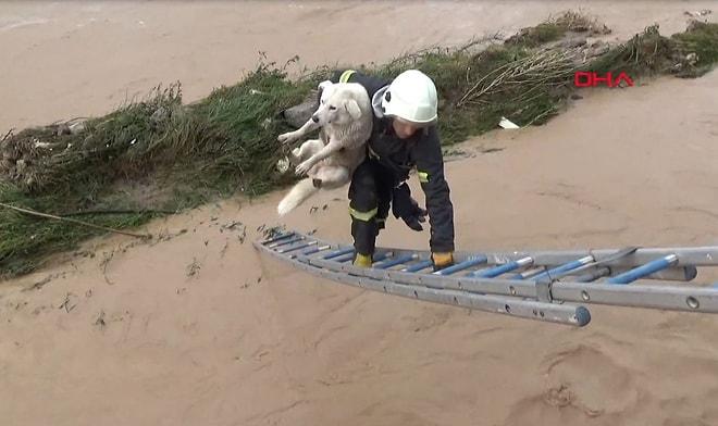 Ordu'daki Sel Felaketinden El Birliği İle Kurtarılan Köpek