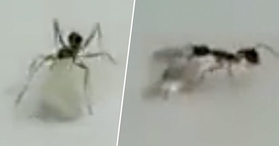 Atölyeden Elmas Tanesi Yürütmeye Çalışırken Yakalanan Karınca