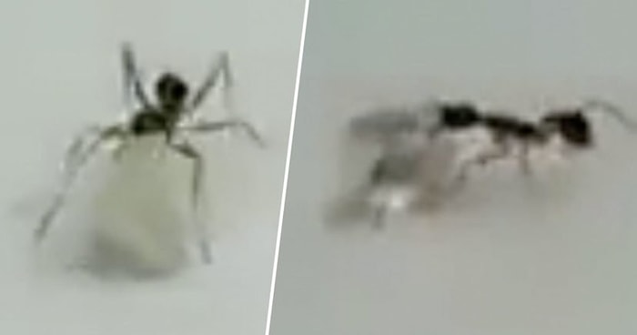 Atölyeden Elmas Tanesi Yürütmeye Çalışırken Yakalanan Karınca