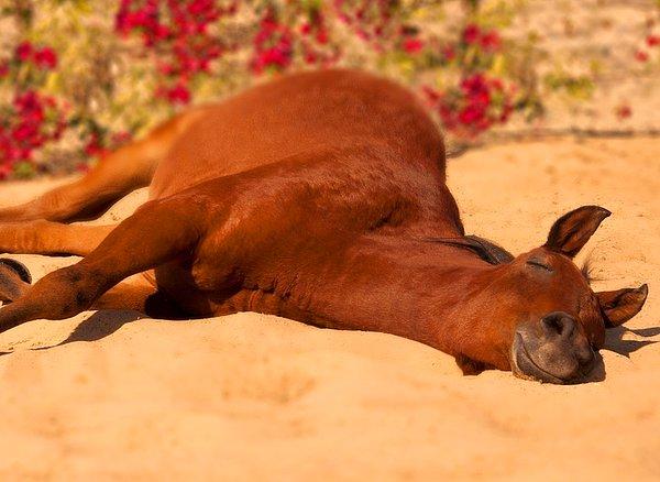 9. Atlar ayakta uyuyabilirler ancak uzanmadan REM uykusuna geçemezler.