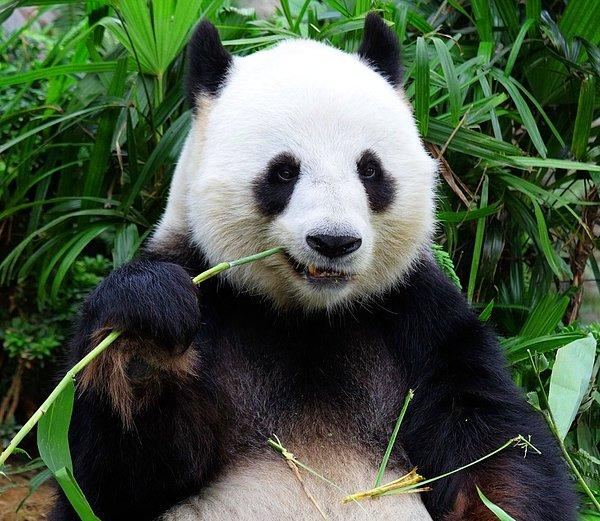 12. Günümüzde ayı ailesinde bulunsalar da çoğu bilim insanı pandaların birer rakun olduğunda hemfikir.