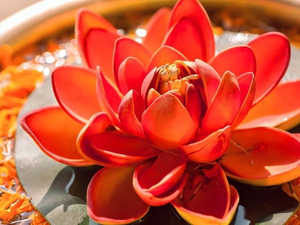 Цвет вашей души - красный!