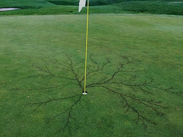 11. Их часто находят на полях для гольфа.