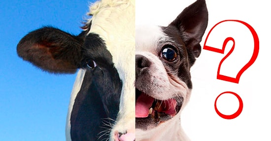 Тест: Каждый из нас - микс двух животных: А какой же вы?