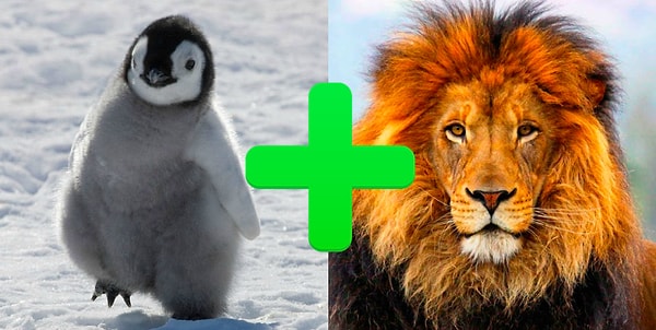 Вы смесь пингвина и льва!